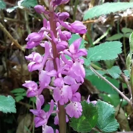 Ollar Do Cido Seoane