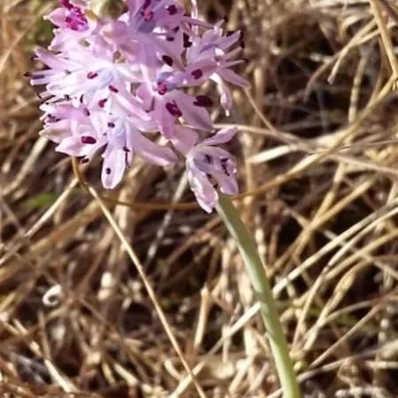 Ollar Do Cido Seoane