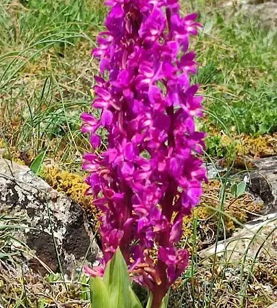 Ollar Do Cido Seoane