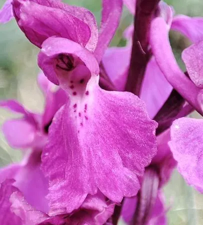 Ollar Do Cido 度假居