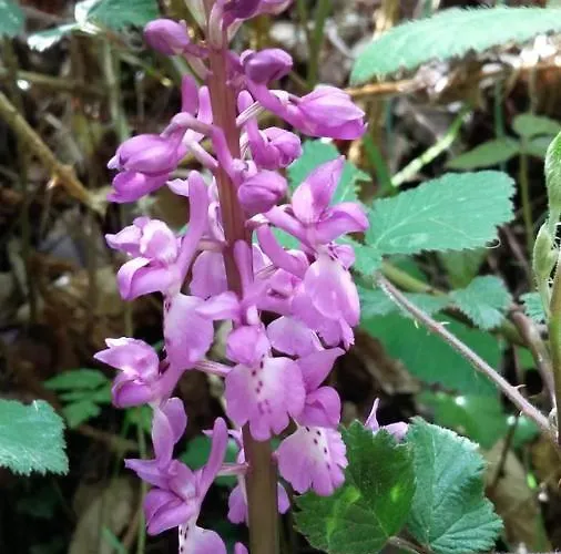 Ollar Do Cido Seoane