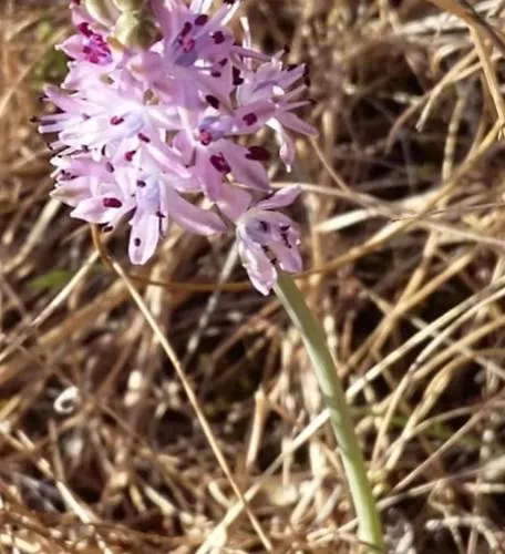 Ollar Do Cido Seoane
