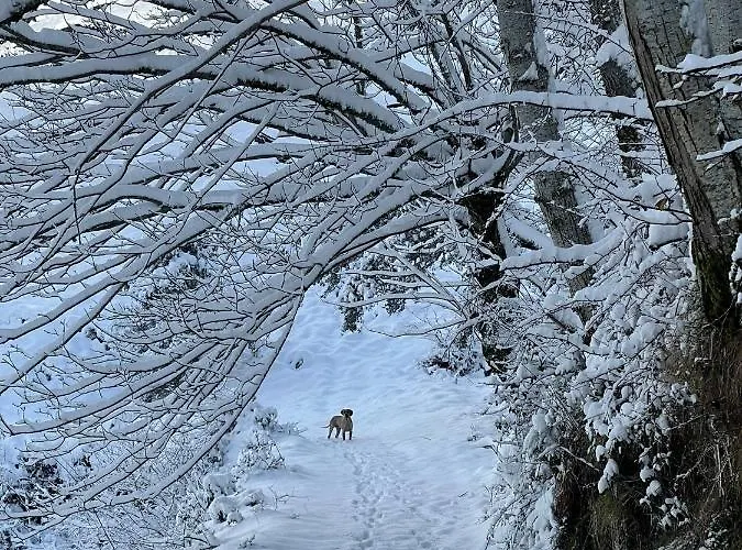 Ollar Do Cido 펜션 Seoane