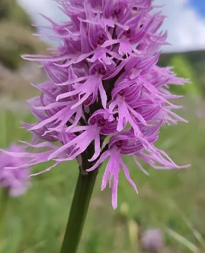 Ollar Do Cido 펜션 *