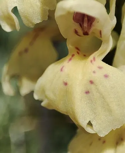 Ollar Do Cido Seoane