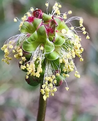 펜션 Ollar Do Cido