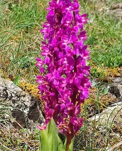 Ollar Do Cido Seoane