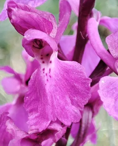 Ollar Do Cido 펜션