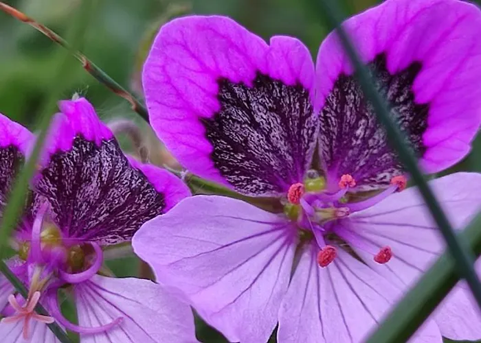 Ollar Do Cido 펜션 Seoane