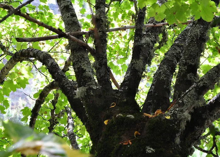 Ollar Do Cido 펜션